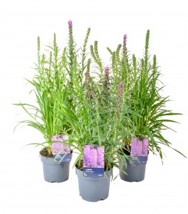 Liatris spicata kobold Ø 19