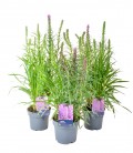 Liatris spicata kobold Ø 19