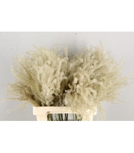 Miscanthus sec plume x5