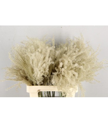 Miscanthus sec plume x5