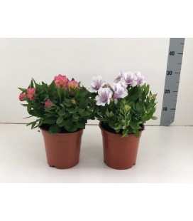 Alstromeria Mix Ø19