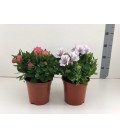 Alstromeria Mix Ø19