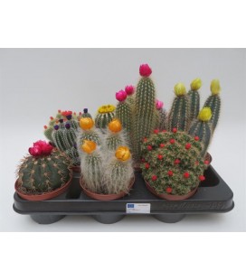 Cactus Fleur de Paille Ø10.5