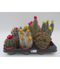 Cactus Fleur de Paille Ø10.5