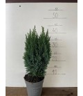 Elwoodii pot de 13 H40 cm