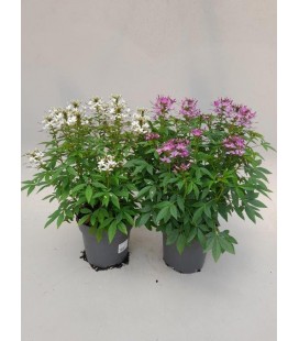 Cleome Mix Ø21