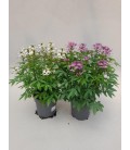 Cleome Mix Ø21