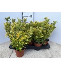 Fusain aureus ppot de 13 h 30 cm