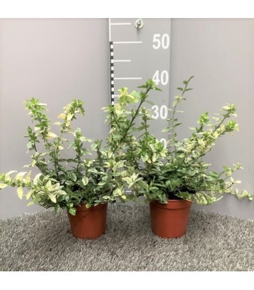 Fusain Harlequin Pot de 13 h15