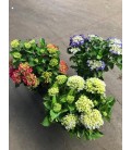 Hydrangea Mac Ext fleuri pot 27