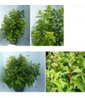 Hydrangea Pan Mix Ø37