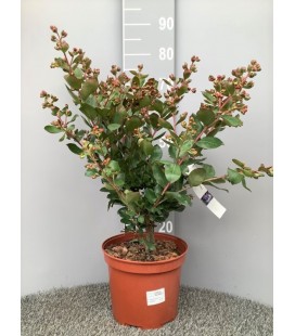 Lagerstroemia Ø 27 h 70