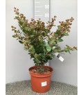 Lagerstroemia Ø 27 h 70