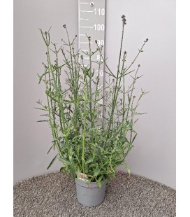 Verveine Bonariensis Ø19