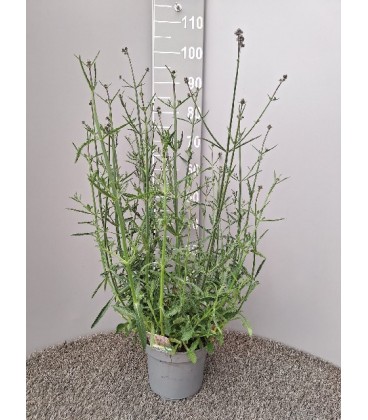 Verveine Bonariensis Ø19