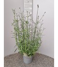 Verveine Bonariensis Ø19