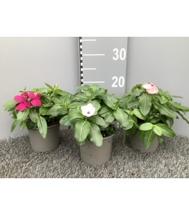 Vinca mix pot de 12