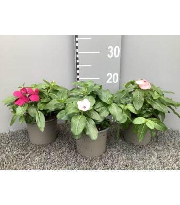 Vinca mix pot de 12