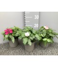 Vinca mix pot de 12