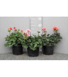 Géranium zonal pot de 17 cm