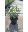 Perovskia Blue Spire pot de 19
