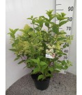 Hortensia Limelight pot 26 h 90 cm