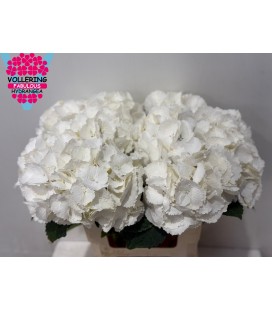 Hortensia Schneeball 60 cm 