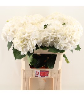 Hortensia Scheenball 80 cm