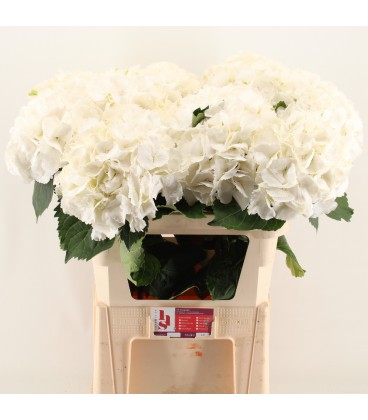 Hortensia Scheenball 80 cm