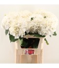 Hortensia Scheenball 80 cm