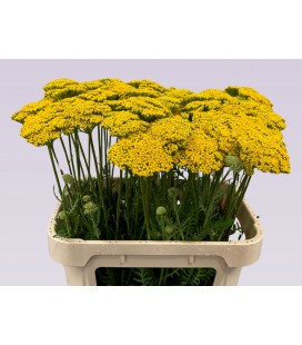 Achilée Park variety 80 cm