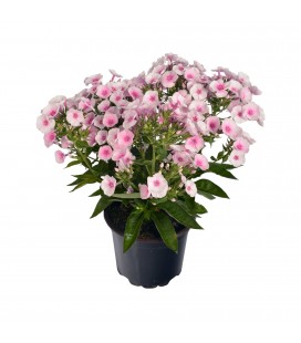 Phlox paniculata Ø19 mix