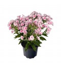 Phlox paniculata Ø19 mix