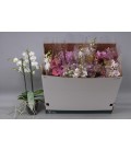 Phalaeno multi pot 12H 55 2/3 b mix