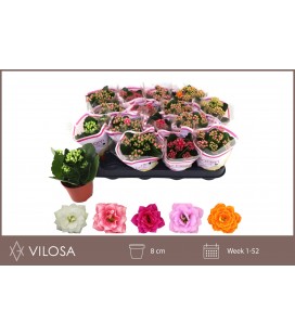 Kalanchoe  Ø 08 mix