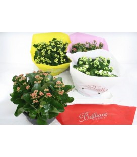 Kalanchoe coupe de 23 