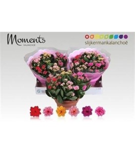 Kalanchoe Coupe de 23 Carnaval 