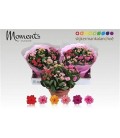 Kalanchoe Coupe de 23 Carnaval 