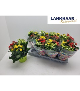 Kalanchoe carnaval Ø13