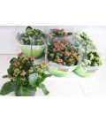 Kalanchoe pot de 15