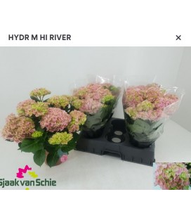 Hortensia hight river Ø 14
