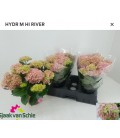 Hortensia hight river Ø 14