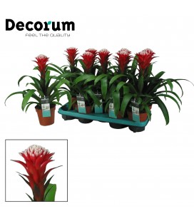 Guzmania Hope Ø12 h 40