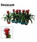 Guzmania Hope Ø 13 h 45