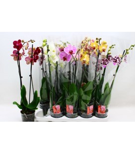 Phalaenopsis Mix Ø 12 h 60 cm 3 b