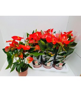 Anthurium Florida Ø 17
