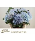 Hortensia Verena Bleu 80cm