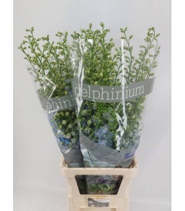 Delphinium dewi boy 110 cm