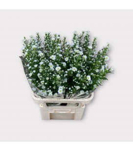 Aster Monté Casino 