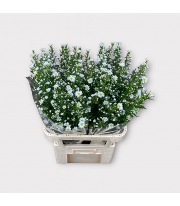 Aster Monté Casino Imp 90 cm